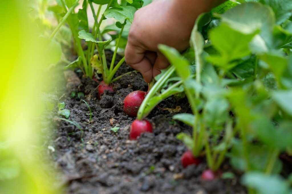 Una hilera de plantas cosechadas por un individuo.